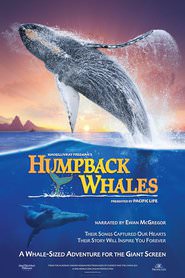 Humpback.Whales.Buckelwale.im.Pazifik.2015.German.DTSHD.DL.2160p.UHD.BluRay.HDR.HEVC.Remux-NIMA4K